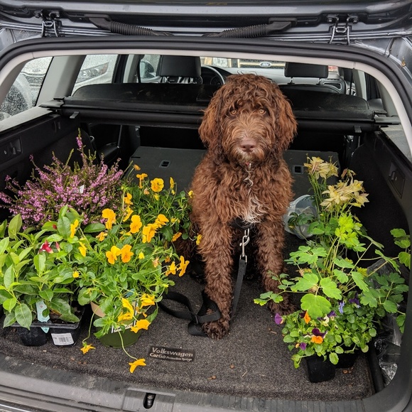 Meet your Posher, Lisa - Picture 4 of 4